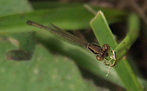 [A near front-on view of a damselfly holding the very tip of a blade of grass. The eyes and the thorox are clear while the back part of the damselfly is slightly out of focus. This damselfly is nearly all brown with a few black stripes along the outside of the thorax.]